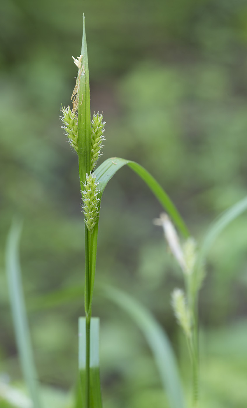 Изображение особи Carex pallescens.