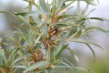 Hippophae rhamnoides