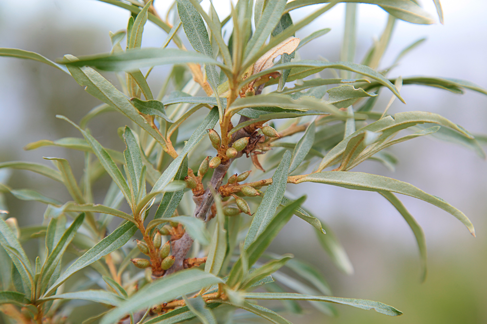 Image of Hippophae rhamnoides specimen.