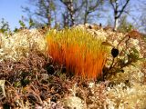 Tetraplodon mnioides. Куртинка спороносящих растений среди лишайников. Кольский п-ов, окр. Туманный, берег оз. Хирвасное. 26.06.2009.