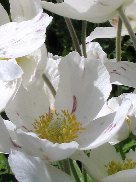 Изображение особи Anemone sylvestris.