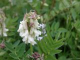 Astragalus frigidus