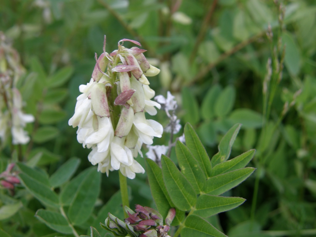 Изображение особи Astragalus frigidus.