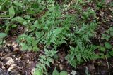 Asplenium adiantum-nigrum