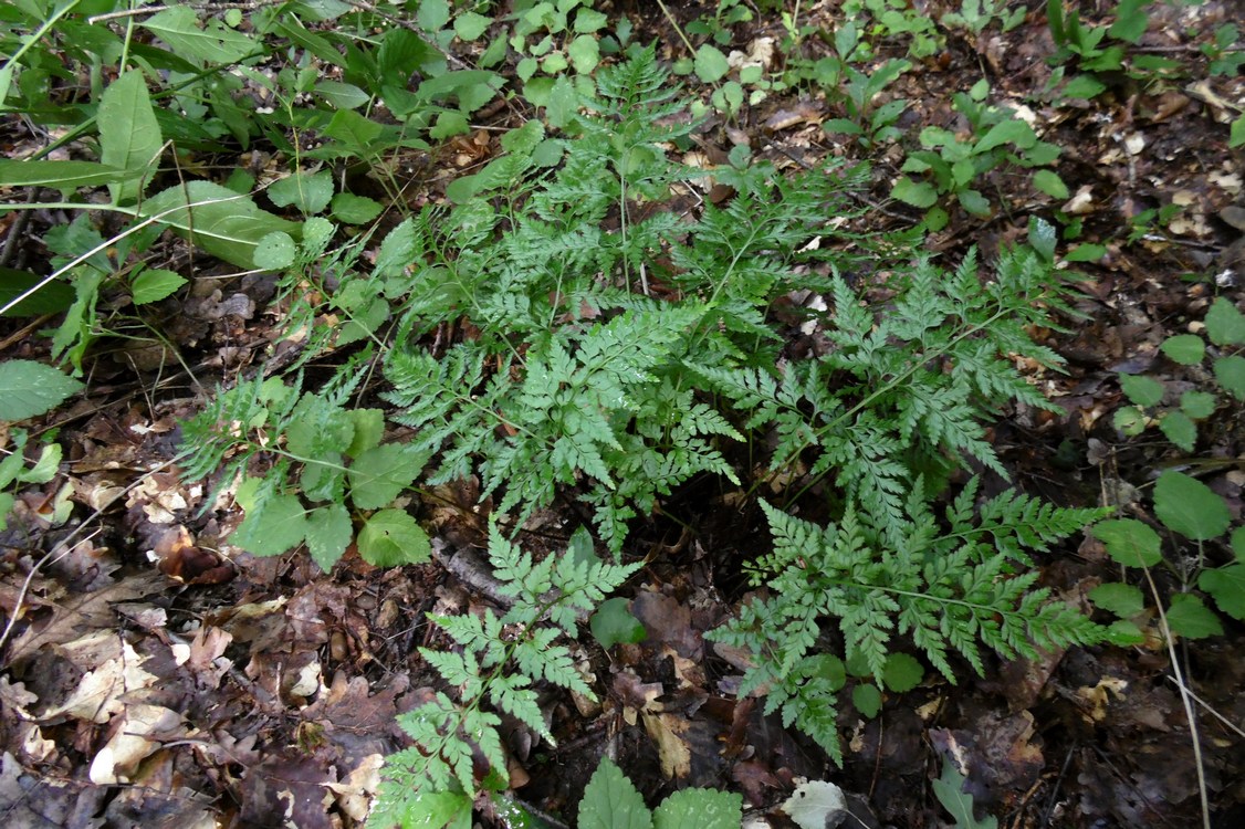 Image of Asplenium adiantum-nigrum specimen.