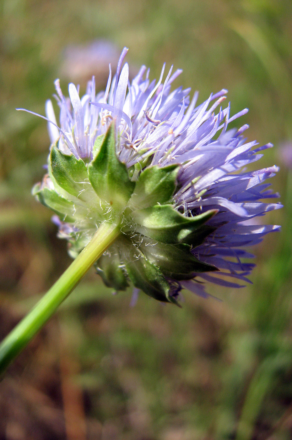 Image of Jasione montana specimen.