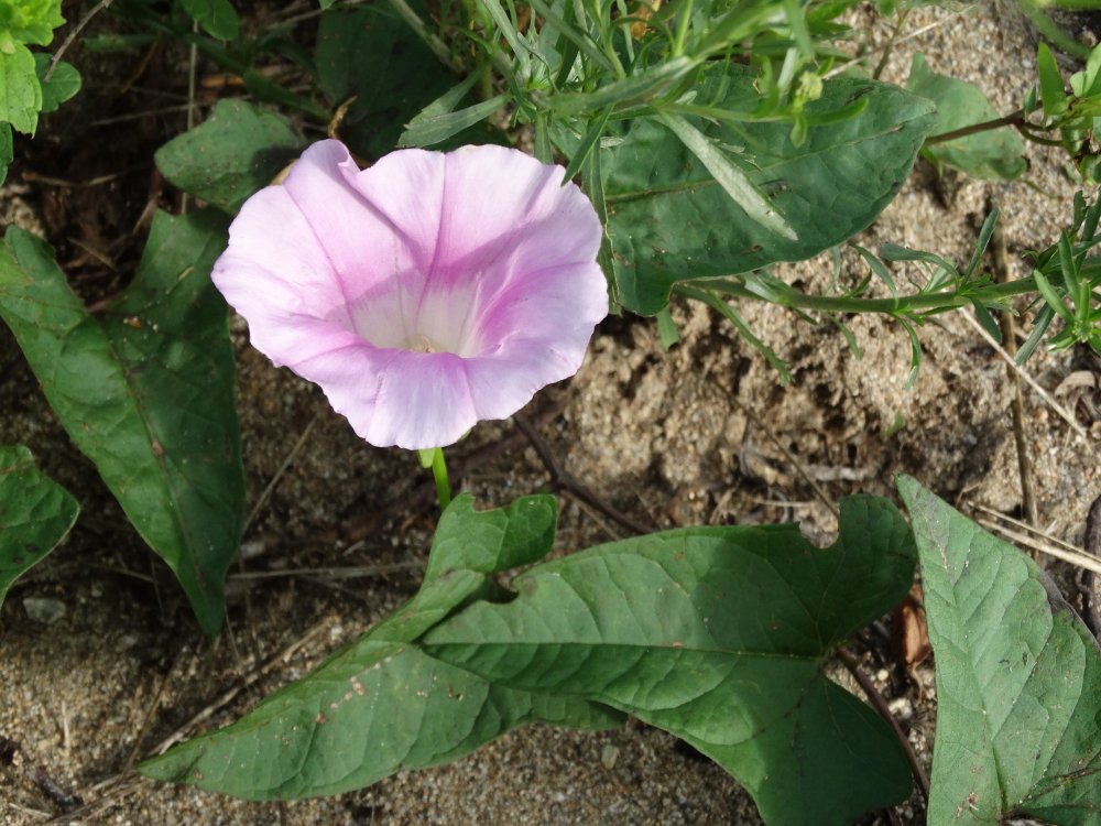 Изображение особи Calystegia inflata.