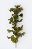 Image of taxon representative. Author is Радик Кутушев