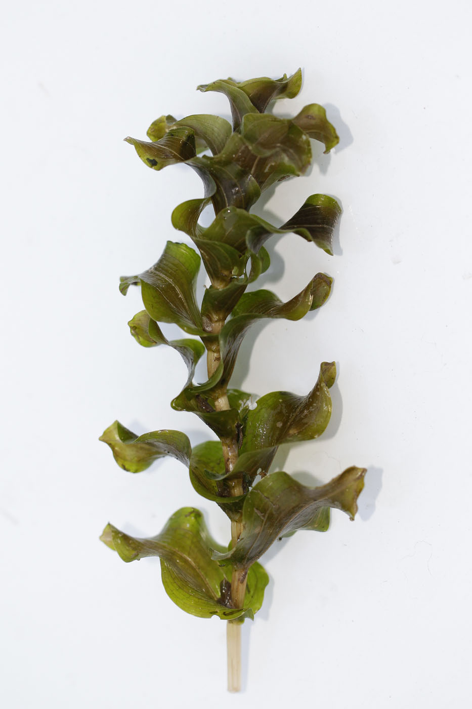 Image of Potamogeton perfoliatus specimen.