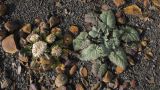 Jurinella moschus. Плодоносящее (слева) и ювенильное растения. Адыгея, Кавказский биосферный заповедник, гора Гузерипль, ≈ 2150 м н.у.м., осыпной склон из ожелезнённого слабокарбонатного песчаника с обломками сидерита. 12.06.2016.