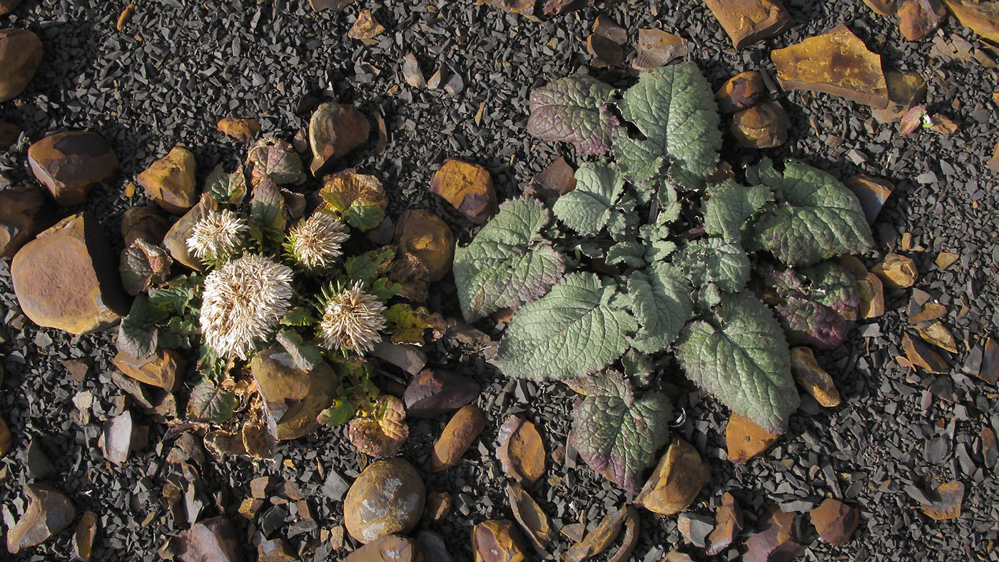 Image of Jurinella moschus specimen.