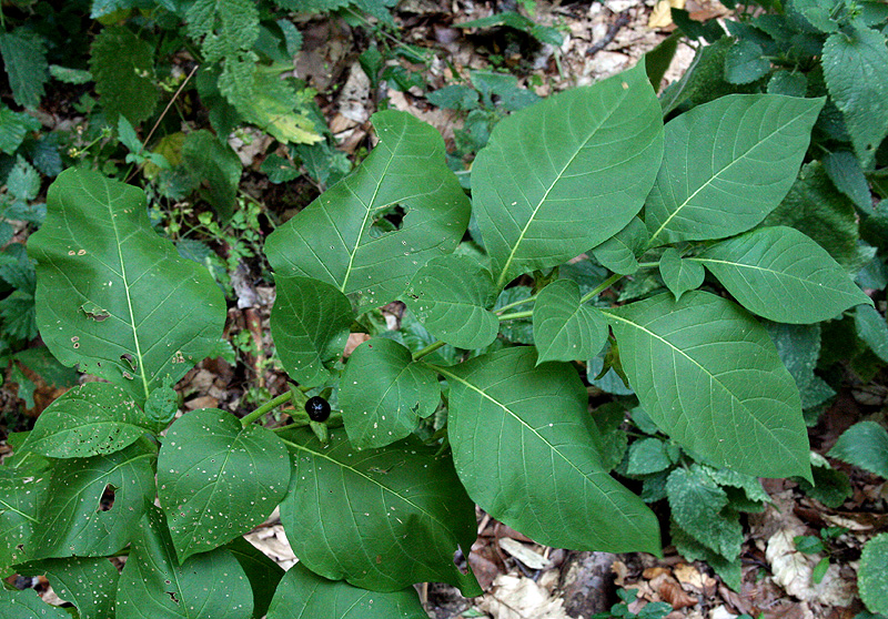 Image of Atropa bella-donna specimen.