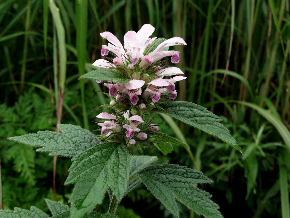 Изображение особи Leonurus macranthus.