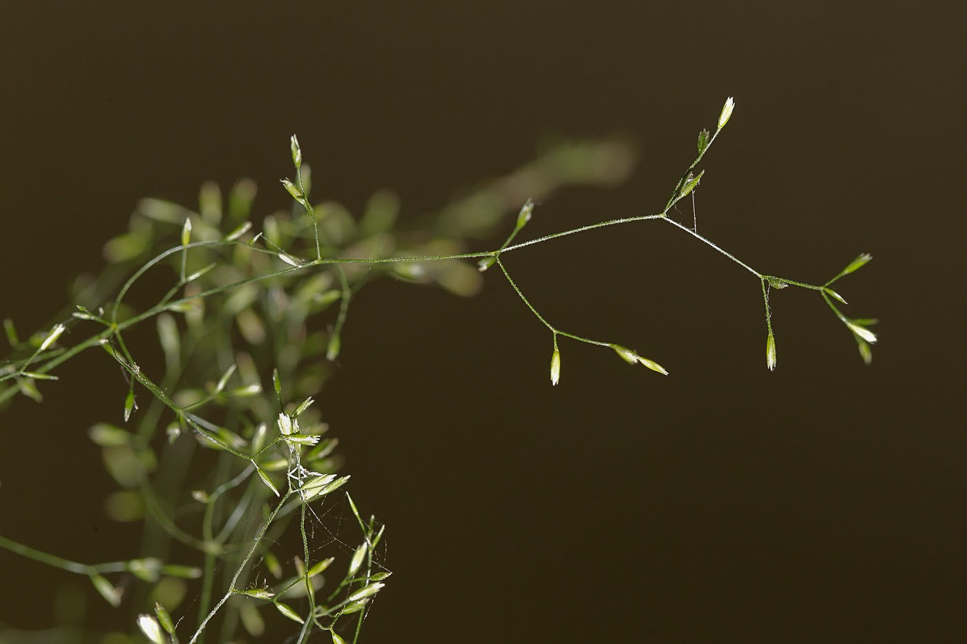 Изображение особи Poa nemoralis.