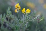Lathyrus pratensis