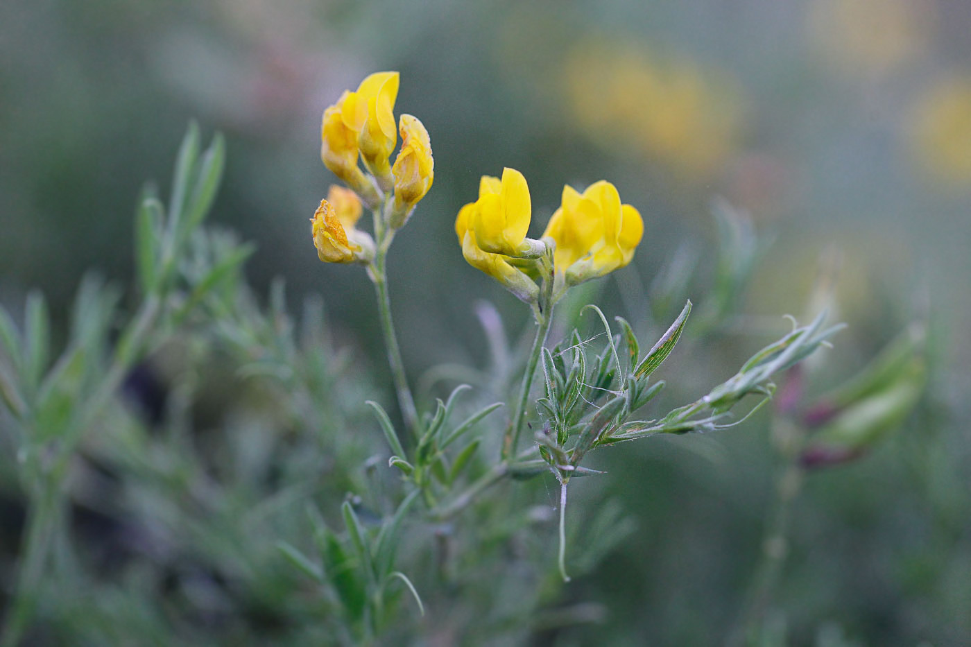 Изображение особи Lathyrus pratensis.