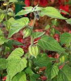 Physalis peruviana