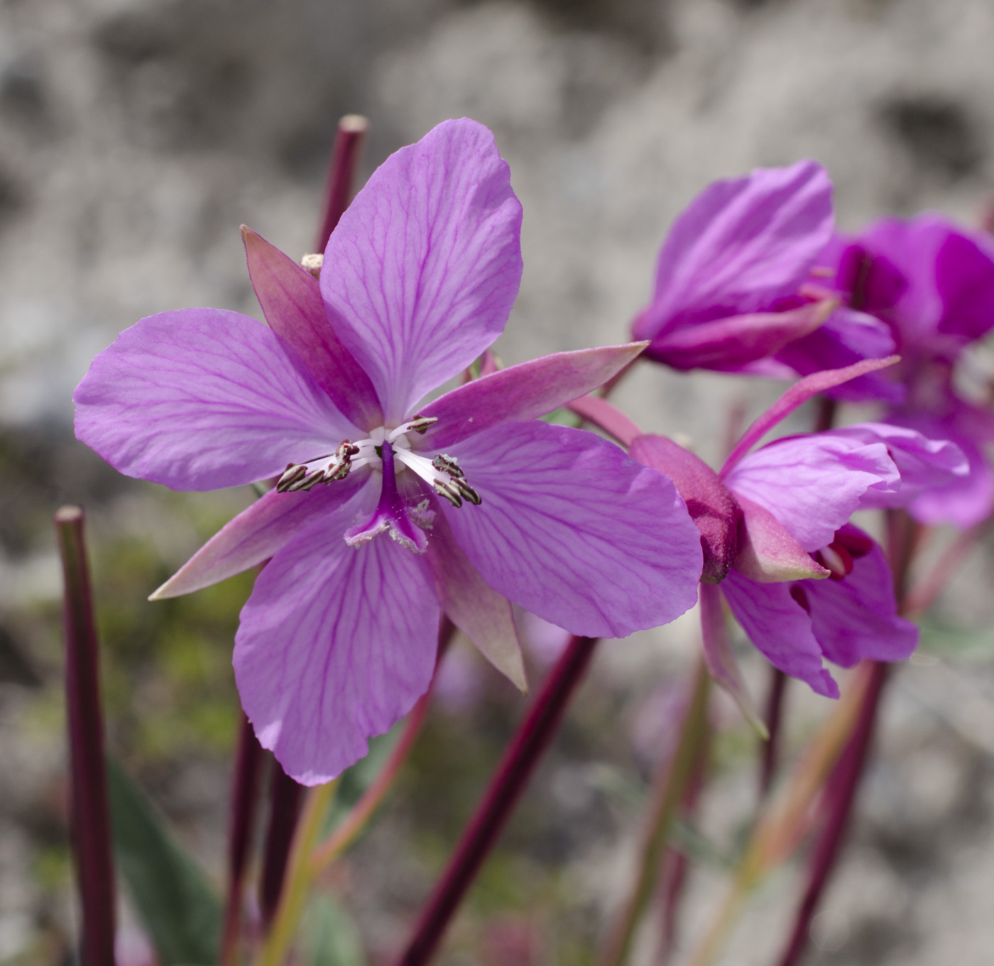 Image of Chamaenerion latifolium specimen.