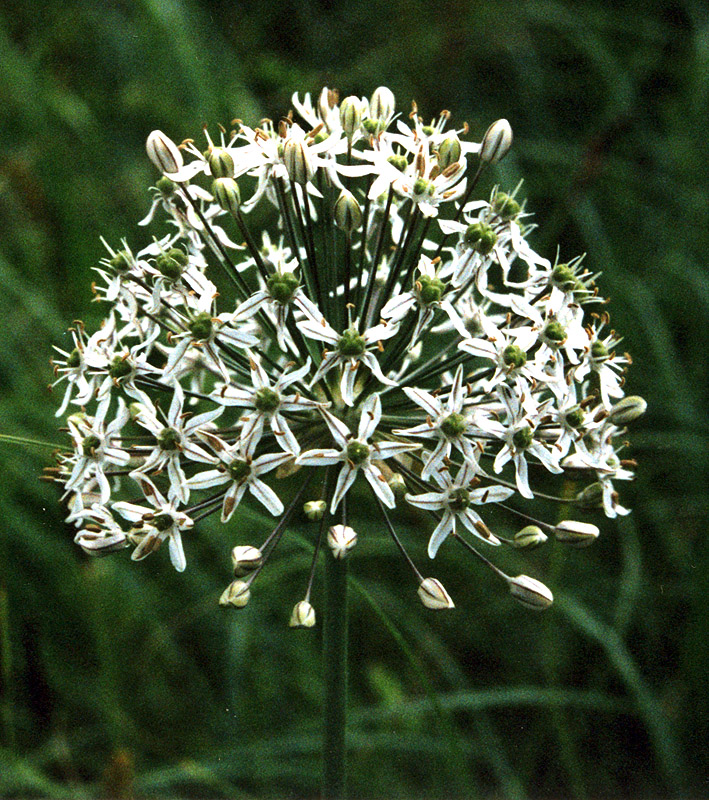 Изображение особи Allium decipiens.