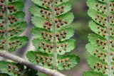 Dryopteris filix-mas