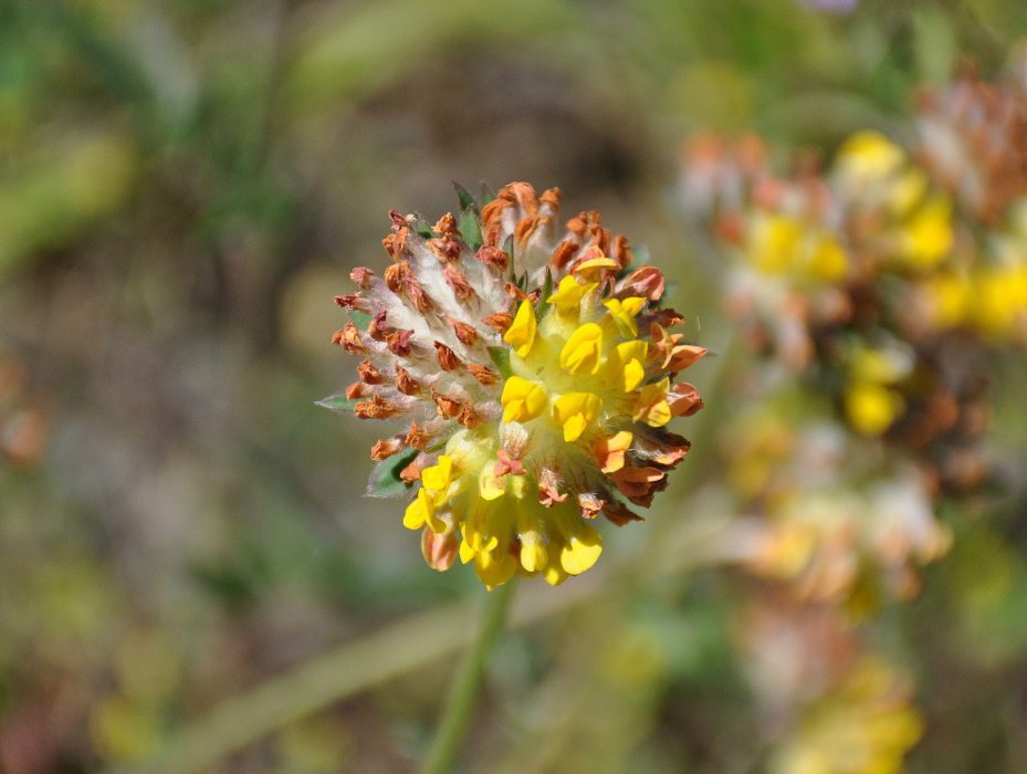 Image of Anthyllis lachnophora specimen.