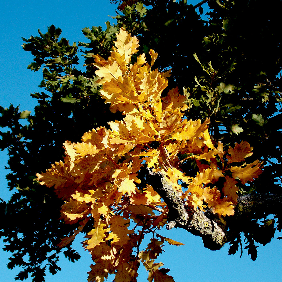 Изображение особи Quercus pubescens.