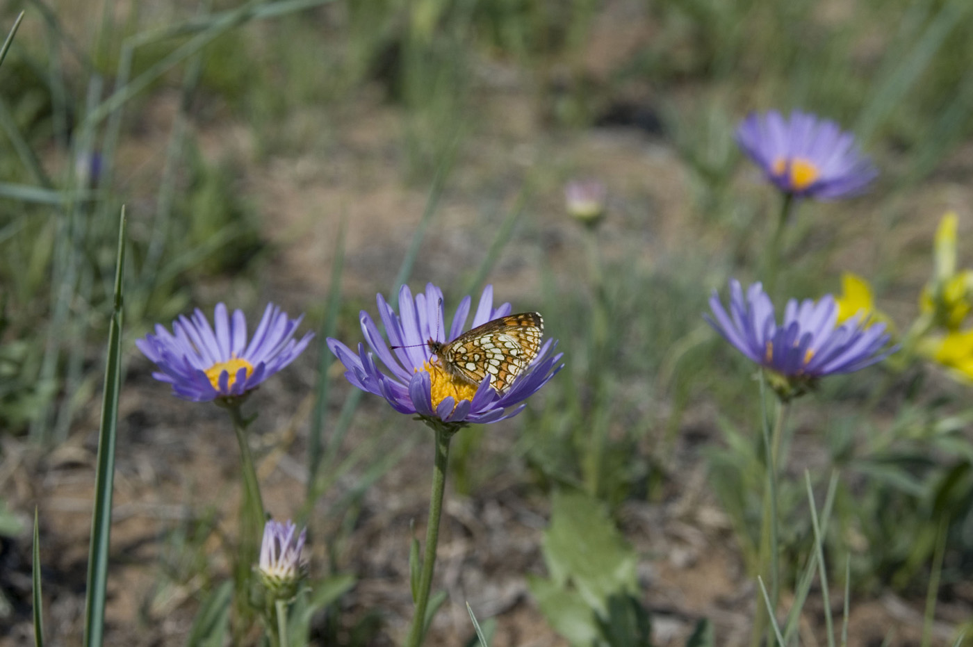 Изображение особи Aster alpinus.