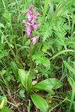 Orchis spitzelii