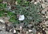 Convolvulus tauricus