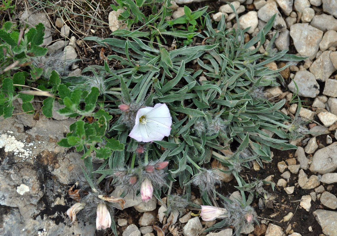 Изображение особи Convolvulus tauricus.