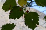 род Crataegus