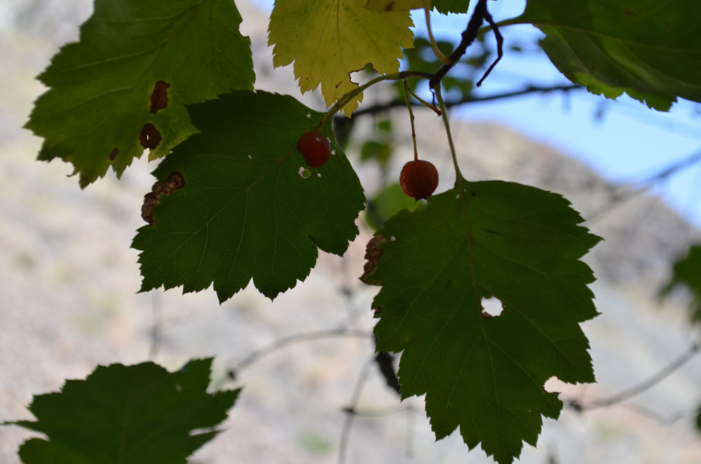 Image of genus Crataegus specimen.