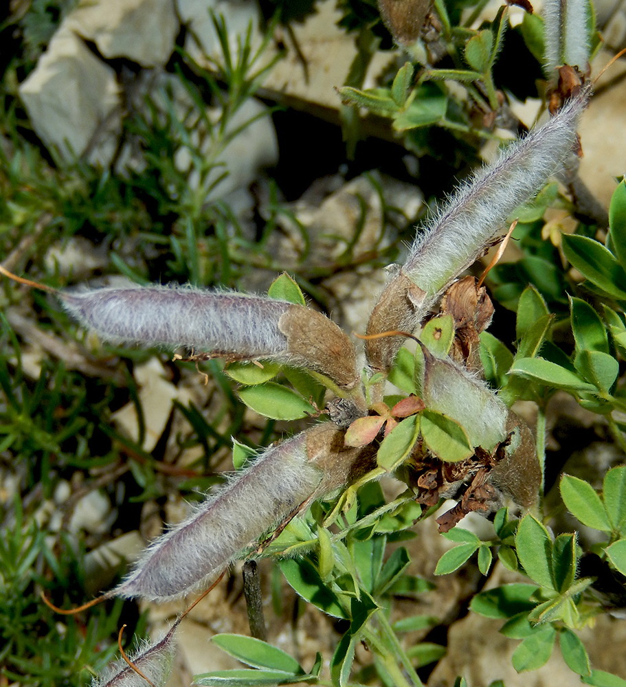 Изображение особи Chamaecytisus wulffii.