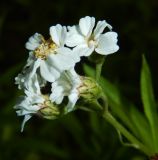 Achillea biserrata