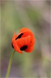 Papaver stevenianum