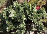 Euphorbia lactea. Часть вегетирующего растения (var. Cristata) в сообществе с Hildewintera aureispina. Австралия, Новый Южный Уэльс, пос. Лайтнинг Ридж, питомник кактусов, основанный в 1966 г. Джоном и Элизабет Беван (Bevan). 14.09.2009.