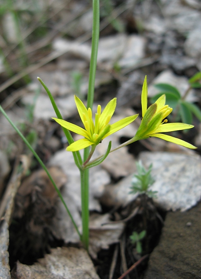 Image of Gagea longiscapa specimen.