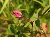 Rosa amblyotis