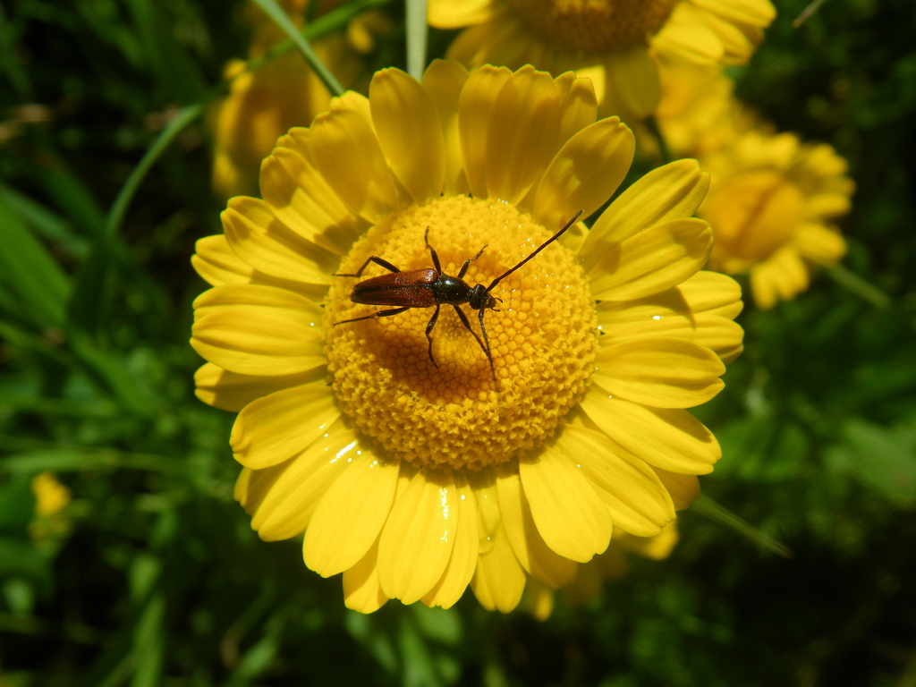 Изображение особи Anthemis tinctoria.