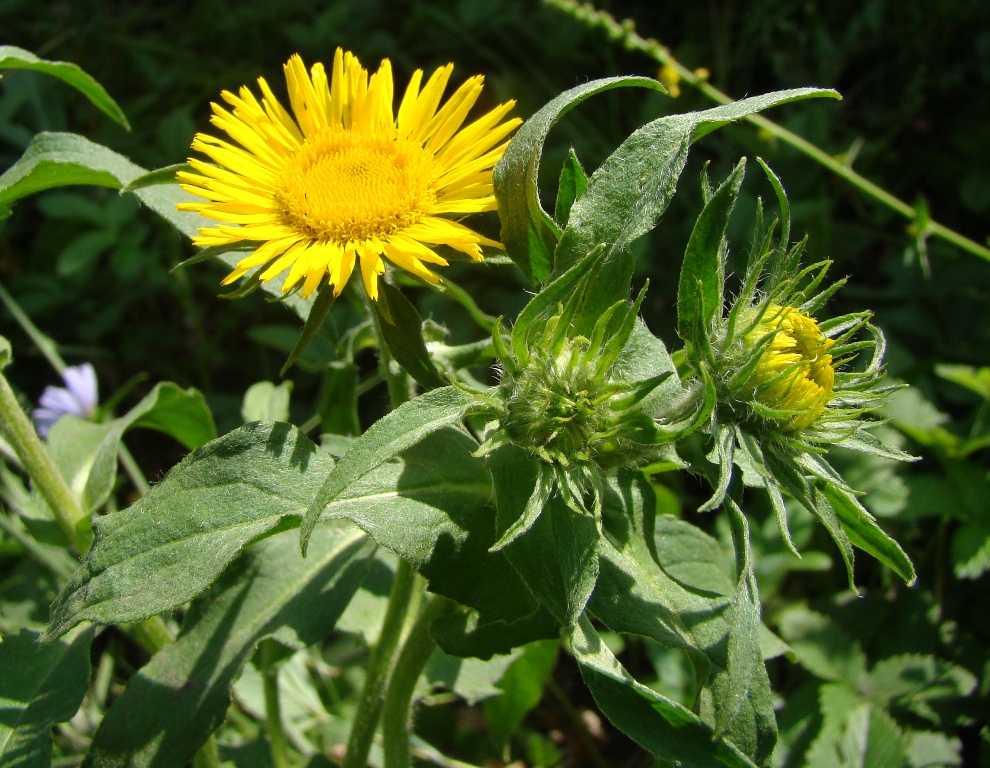 Image of Inula britannica specimen.