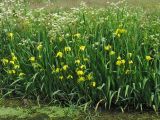 Iris pseudacorus. Цветущие растения. Нидерланды, провинция Drenthe, река Oostervoortsche Diep между деревнями Norg и Donderen. 6 июня 2010 г.