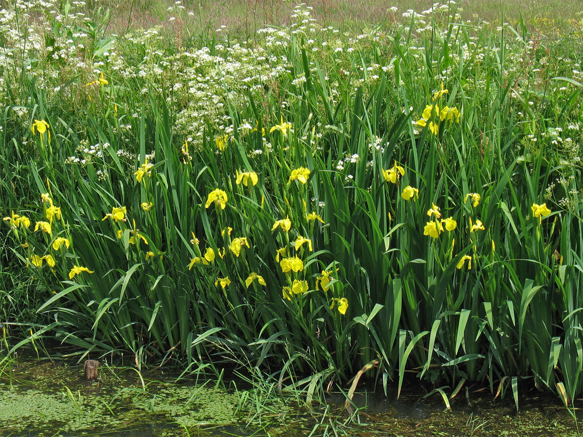 Image of Iris pseudacorus specimen.