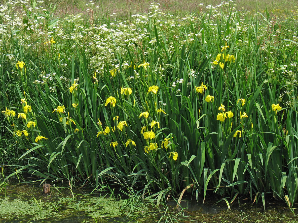 Изображение особи Iris pseudacorus.