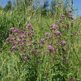 Origanum vulgare. Верхушки цветущих растений. Восточный Казахстан, Глубоковский р-н, окр. с. Тарханка, склон сопки. 02.07.2015.