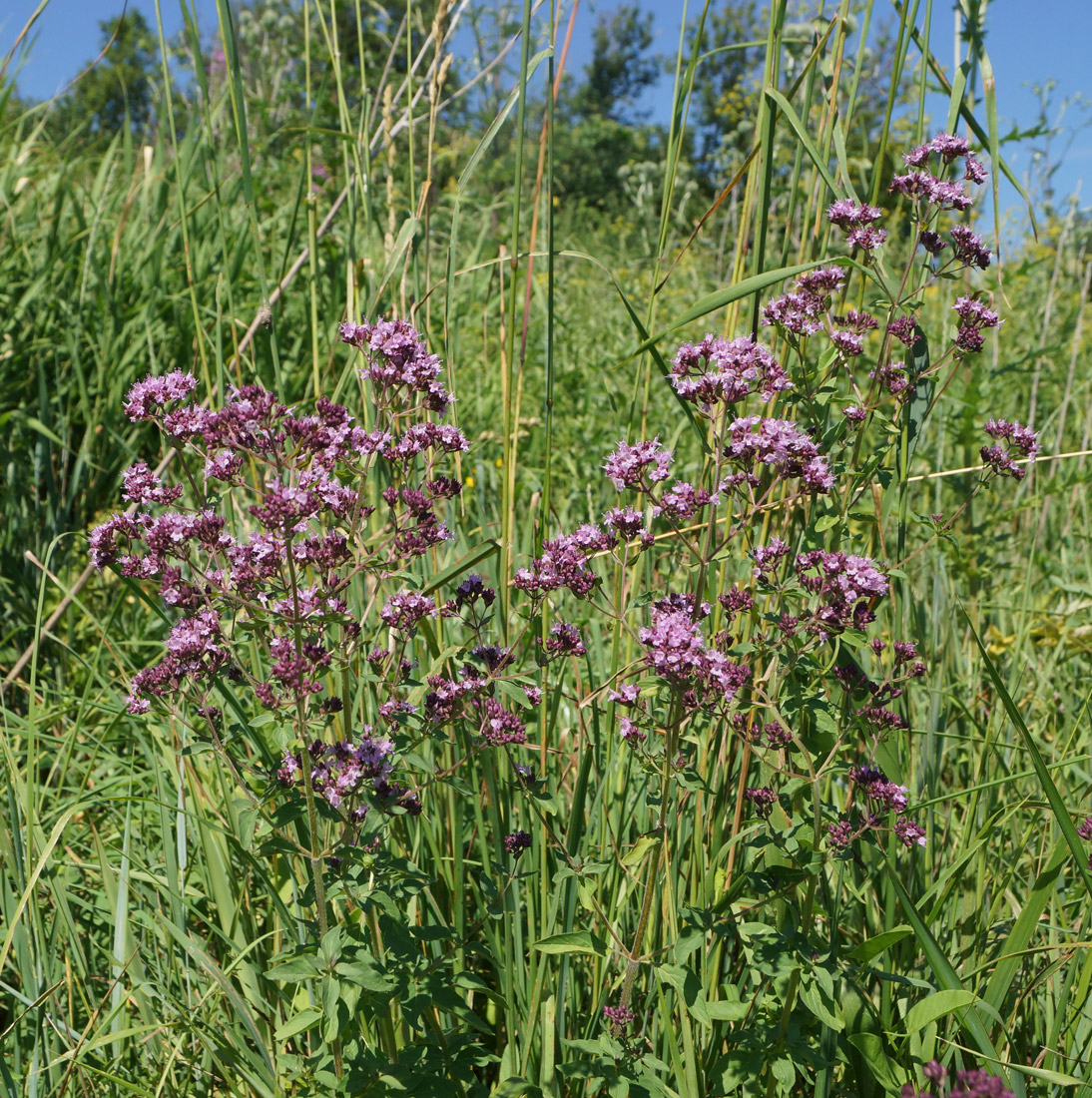 Изображение особи Origanum vulgare.