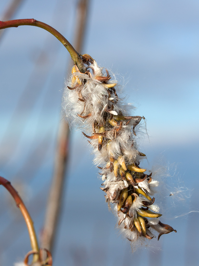 Изображение особи Salix pentandra.