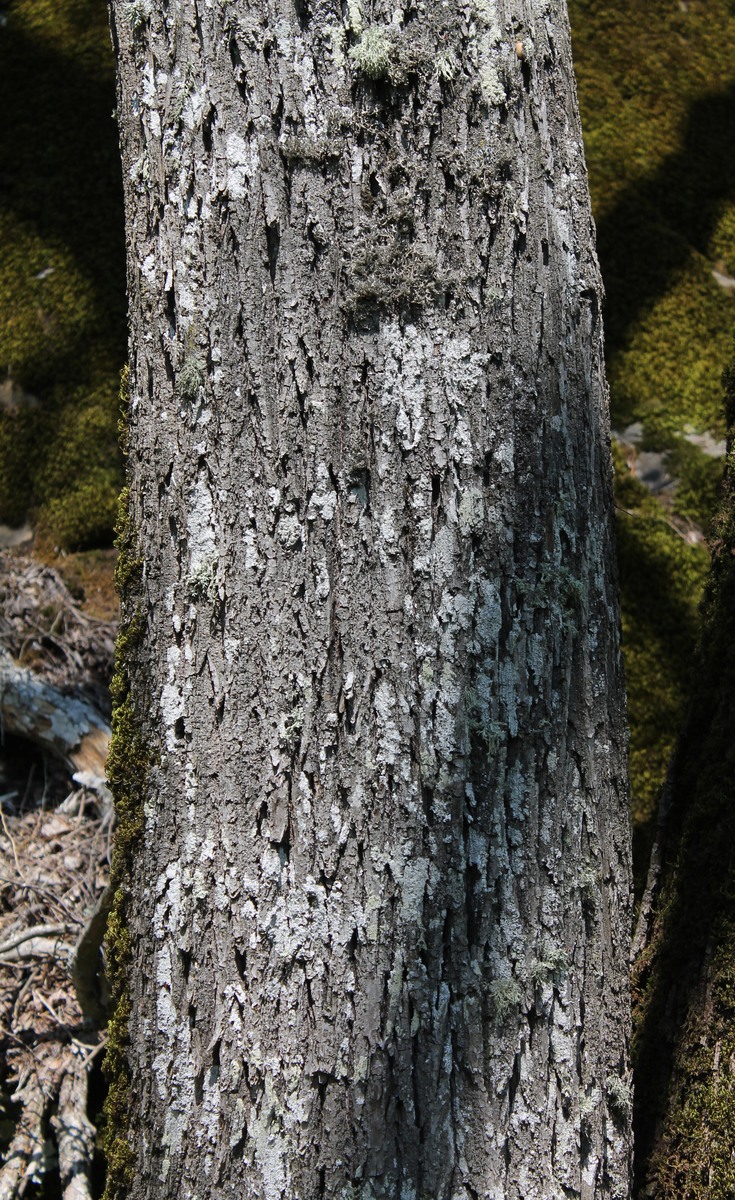 Image of Tilia begoniifolia specimen.