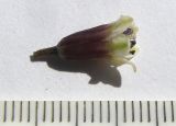 Bellevalia longistyla