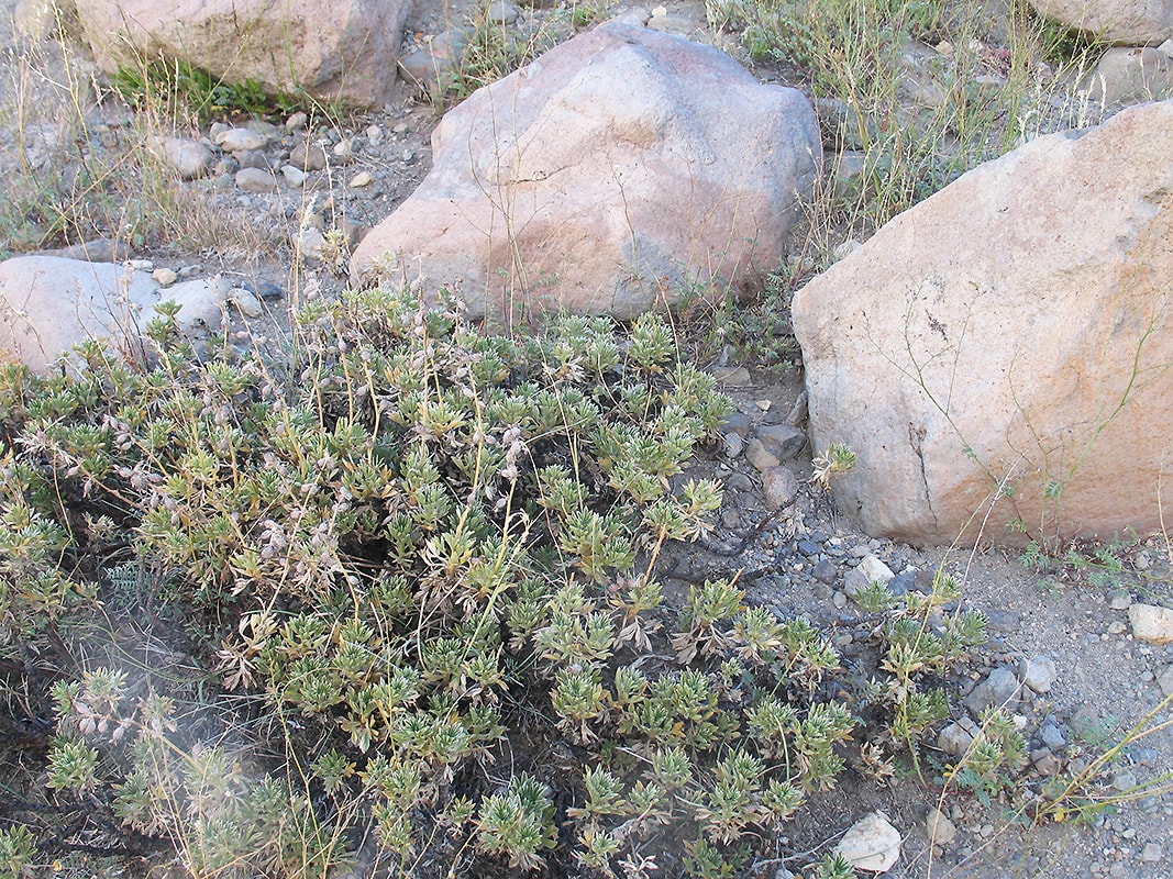 Image of Acaena splendens specimen.