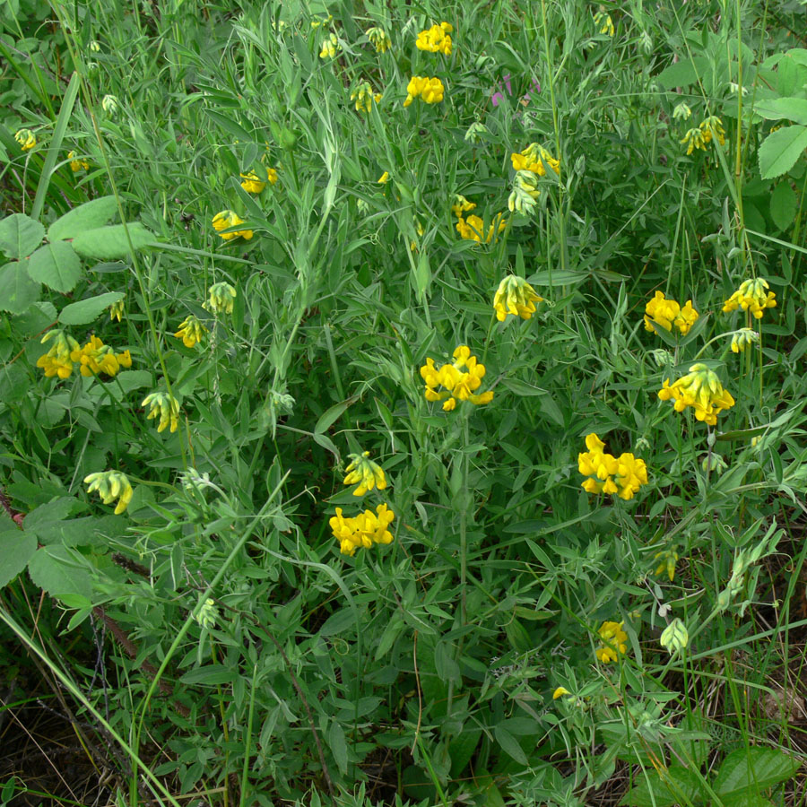 Изображение особи Lathyrus pratensis.